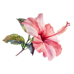 Wall Mural -  Water color picture of  light pink hibiscus flower isolate on transparent background.