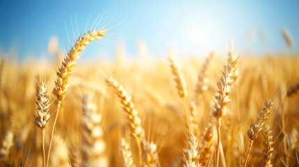 Sticker - Golden wheat field under a clear blue sky, bright sunlight highlights mature wheat stalks ready for harvest. Perfect background for agricultural themes. Ideal nature and farming imagery. AI