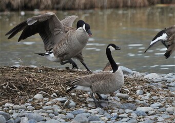 canadian goose defending its high ground in a pond