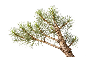 Poster - Pine Branch Isolated on White Background