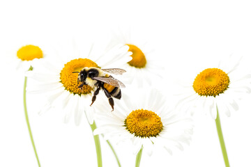 Wall Mural - Bumblebee pollinating daisy flower