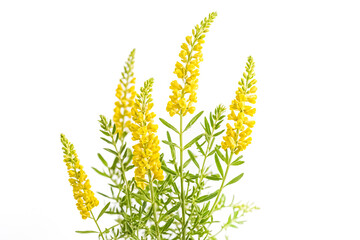 Wall Mural - Yellow Flowers on Green Stems Isolated on White Background