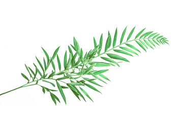 Poster - Lush Green Palm Branch Isolated on White Background