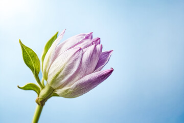 Wall Mural - Close Up of Pink Flower Bud Against Blue Sky