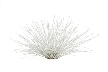 Poster - White Grass Plant Isolated on White Background