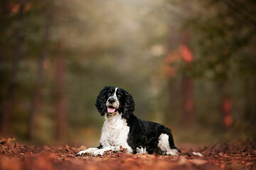 Wall Mural - English Springer Spaniel in the forest