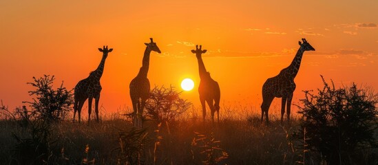 Sticker - Silhouettes of Giraffes at Sunset in the African Savanna