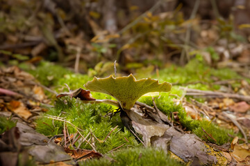 Tuberous polypore on wood. Tuberous polypore Polyporus tuberaster parasite fungi on wood, it has medicinal uses