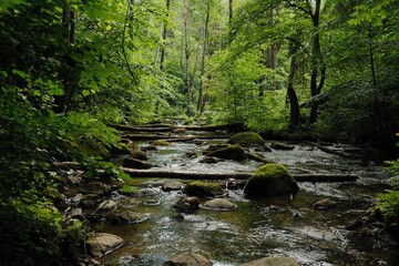 river in the forest