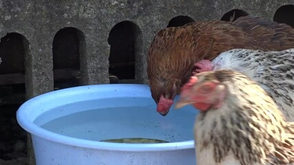 Wall Mural - Three chickens drink water on the farm during the summer. In Maramures, Romania