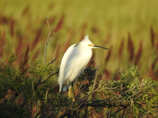 Wall Mural - A snowy egret perched in a bush within the wetlands of the Bombay Hook National Wildlife Refuge, Kent County, Delaware.