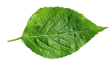 Sticker - A single fresh green leaf with detailed veins, isolated on a white background, emphasizing its natural beauty