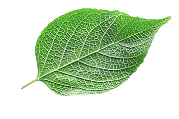 Wall Mural - Single fresh green leaf with detailed veins, isolated on a clean white background, emphasizing its natural elegance