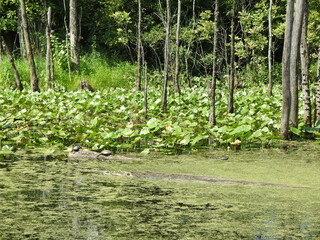 Wall Mural - The natural beauty of the wetlands within Wildwood Park, Dauphin County, Harrisburg, Pennsylvania.