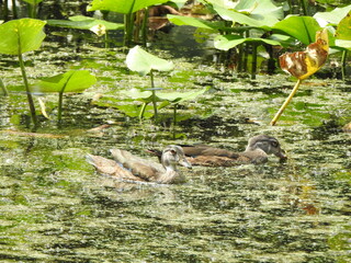 Wall Mural - Young wood ducks swimming in the wetland waters of Wildwood Park, Dauphin County, Harrisburg, Pennsylvania.