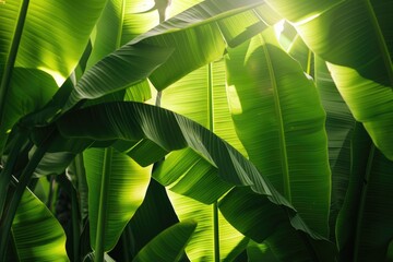 Sticker - A natural scene with sunlight shining through leaves of a plant