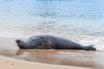 Wall Mural - Monk seal basking upside down on sandy beach near ocean shore