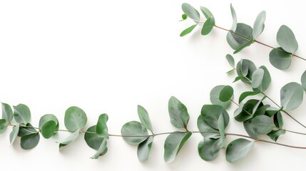 Poster - Eucalyptus Leaves Border on White Background