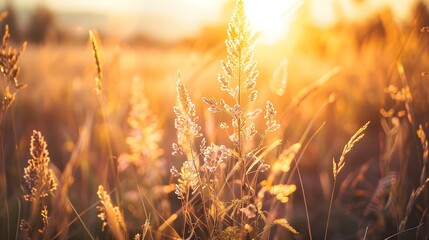 Warm abstract landscape of dry wildflowers