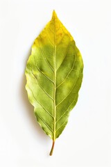 Wall Mural - A single green leaf sits on a white surface, waiting to be discovered