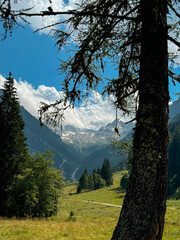 Wall Mural - bosco montagna 