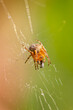 © Nigel - Macro close up of tiny spider suspended in web eating tinier insect, with diffused green bokah background