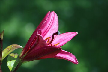 Wall Mural - Sweden. Lilium philadelphicum, also known as the wood lily, Philadelphia lily, prairie lily, or western red lily, is a perennial species of lily native to North America.  