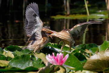 Wall Mural - Little bittern feeding juvenile