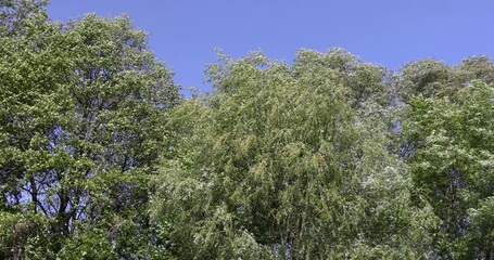 Wall Mural - Trees in the forest in windy weather in spring, deciduous trees in windy weather in swaying foliage