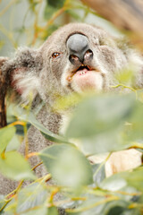 Wall Mural - Australian Koala with one eye