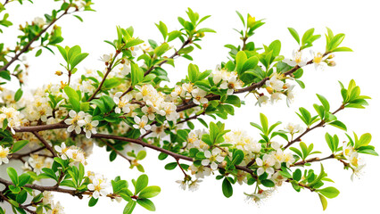 blooming tree branch with white flowers and fresh green leaves isolated on white. concept of spring,