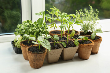 Wall Mural - Many different seedlings growing in pots on window sill