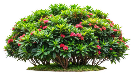 a small tree with pink flowers on it's leaves
