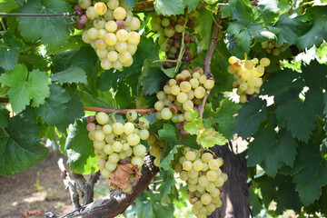 Close up of grapes hanging on Vine, Hanging grapes. Grape farming. Grapes farm. Tasty green grape bunches hanging on branch. Grapes With Selective Focus on the subject, Chakwal, Punjab, Pakistan