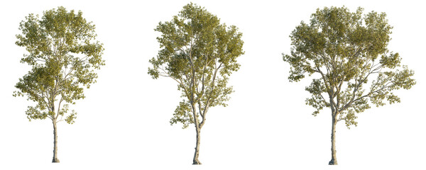 Wall Mural - Morus alba tree 4k png cutout