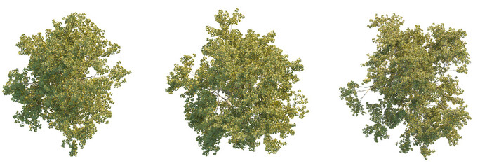 Sticker - Morus alba tree plan top view 4k png cutout