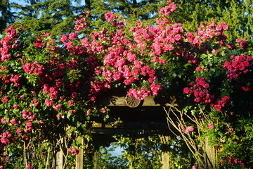 Poster - archway with roses