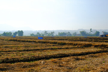 Landscape Photograph of Rice stubble after harvest.Yellow rice plants after harvest.Yellow dry rice straw stubble in rural Indonesia. Agricultural Industry. Nature Photography Concept