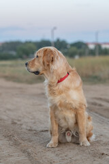 Wall Mural - Beautiful purebred golden retriever on a walk outdoors.