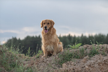 Wall Mural - Beautiful purebred golden retriever on a walk outdoors.