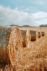 Wall Mural - Hay bale in field