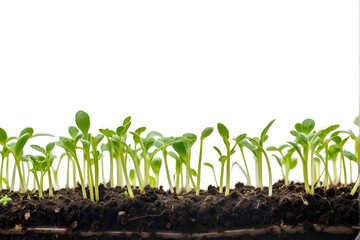 Growing micro greens arugula sprouts with potted soil isolated on white background. Clipping path
