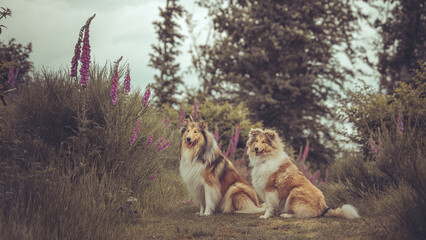 2 rough Collies Langhaar sable schottisch outdoor im Sommer sitzen Var. 2