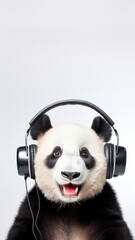 Wall Mural - Real photo of happy panda wearing headphones.