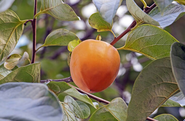 Low angle and autumnal view of a red Daebong persimmon fruit with leaf and branch on the tree near Namyangju-si, South Korea
