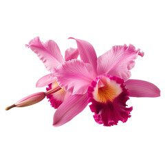 Pink Cattleya Orchid   ,purple, yellow  ,orange on transparent background. 