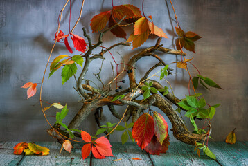 Wall Mural - A dry pine branch and a branch of wild grapes with leaves painted in autumn colors. Still life.