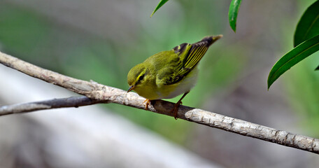 Wall Mural - Waldlaubsänger // Wood warbler (Phylloscopus sibilatrix)