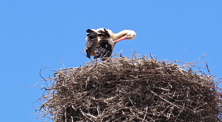 Ciconia White Stork bird in the family nest