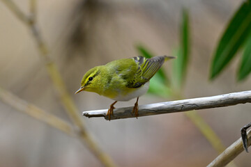 Wall Mural - Wood warbler // Waldlaubsänger (Phylloscopus sibilatrix)